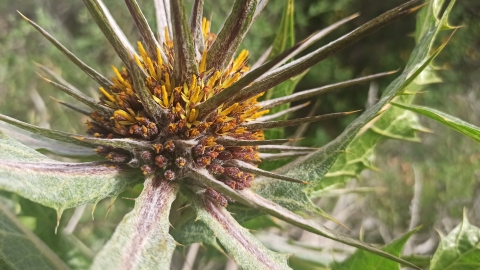 מעמק להר - תיירות וטיילות בצפון השומרון