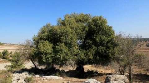 שמורת האלות אטלנטיות