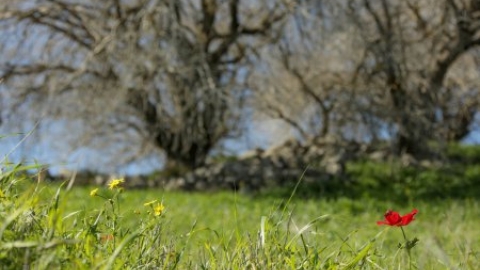 שמורת האלות אטלנטיות