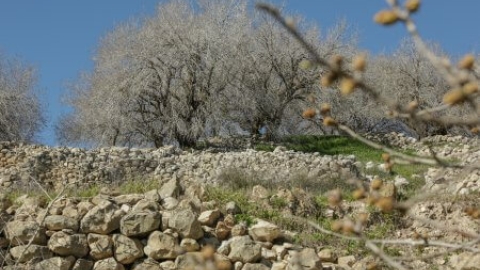 שמורת האלות אטלנטיות