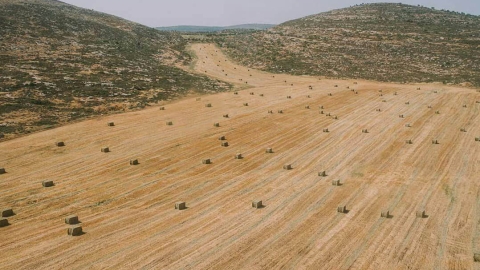 חוות השקדים