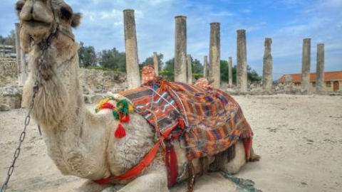 סבסטיה: שומרון הקדומה