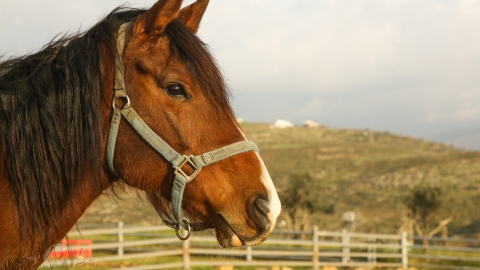 חוות גבעות עולם