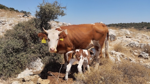 חוות אביחי - משק מלט 