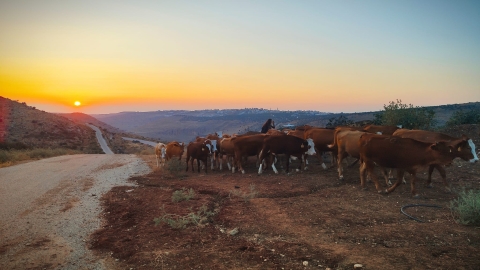 חוות אביחי - משק מלט 