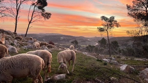חוות אל נוה
