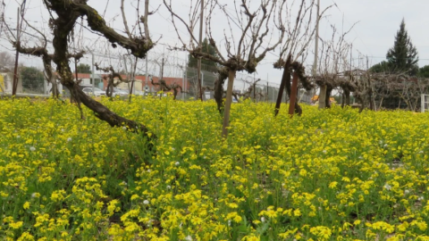 יקב טל מנשה