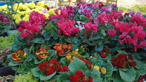 משתלת השמחה