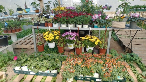 משתלת השמחה