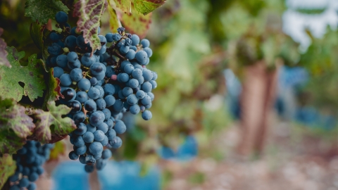 יקב הר ברכה